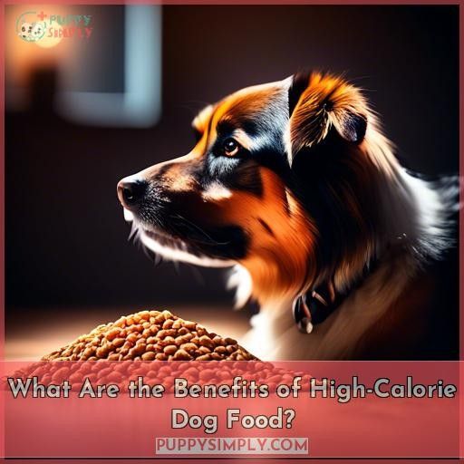What Are the Benefits of High-Calorie Dog Food