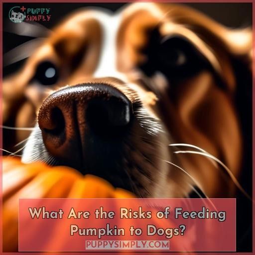 What Are the Risks of Feeding Pumpkin to Dogs
