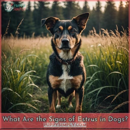 What Are the Signs of Estrus in Dogs