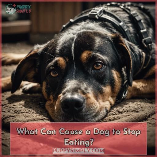 What Can Cause a Dog to Stop Eating