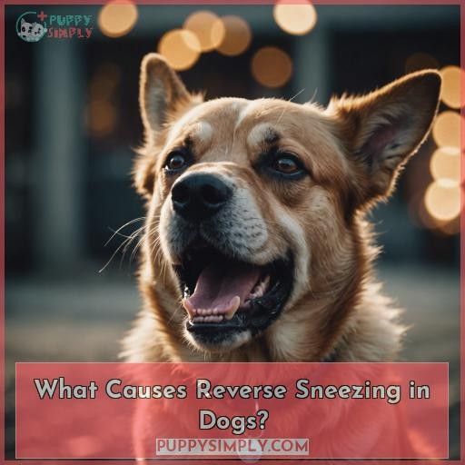 What Causes Reverse Sneezing in Dogs