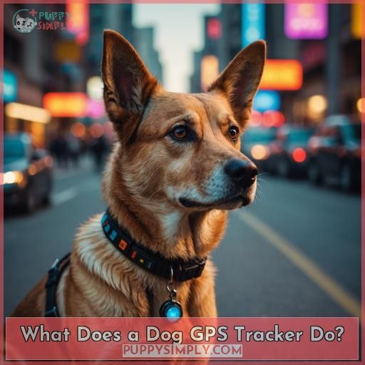 What Does a Dog GPS Tracker Do