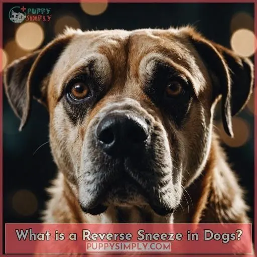 What is a Reverse Sneeze in Dogs