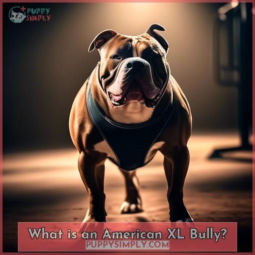 What is an American XL Bully