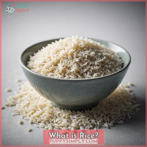 What is Rice