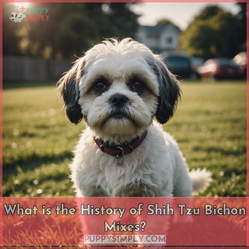 What is the History of Shih Tzu Bichon Mixes