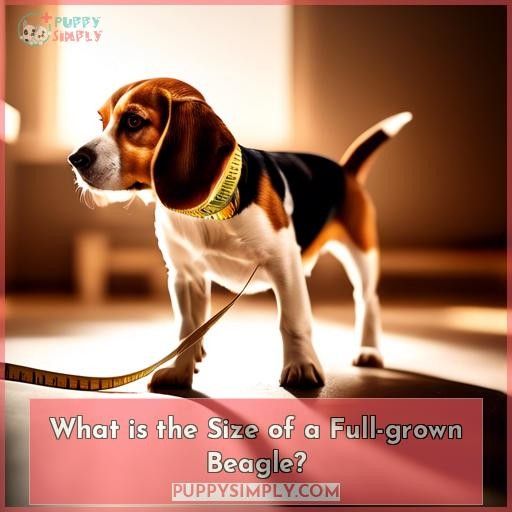 What is the Size of a Full-grown Beagle