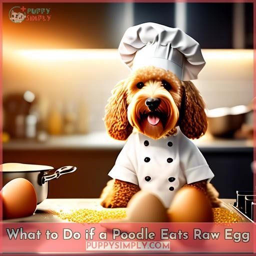 What to Do if a Poodle Eats Raw Egg