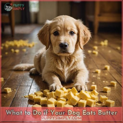What to Do if Your Dog Eats Butter