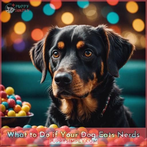 What to Do if Your Dog Eats Nerds