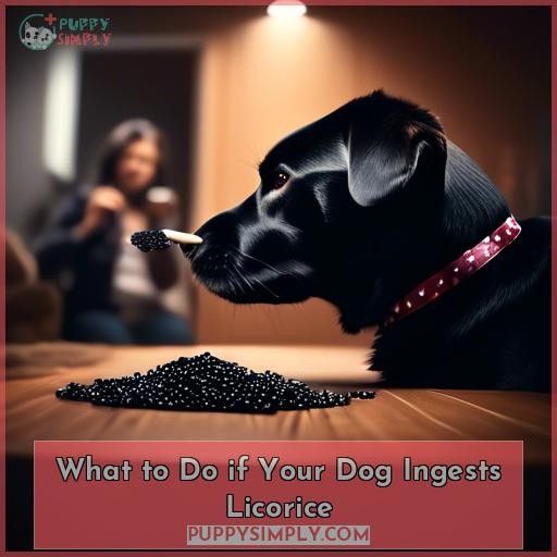 What to Do if Your Dog Ingests Licorice