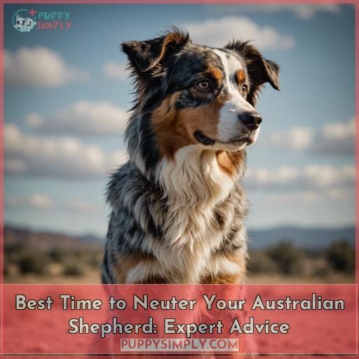 when should an australian shepherd be neutered