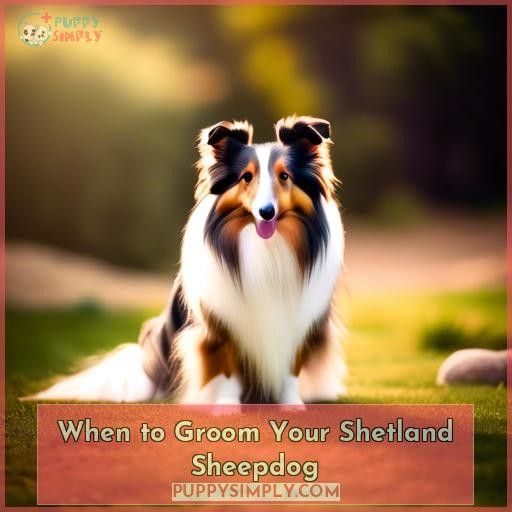 When to Groom Your Shetland Sheepdog