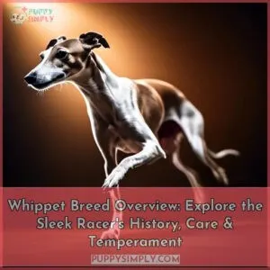 whippet breed overview