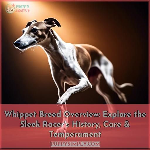 whippet breed overview