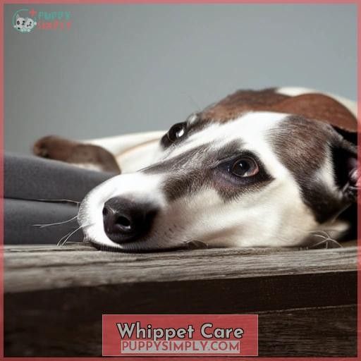 Whippet Care