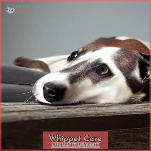 Whippet Care