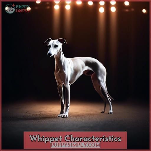 Whippet Characteristics