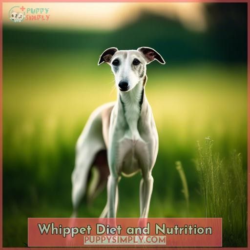 Whippet Diet and Nutrition