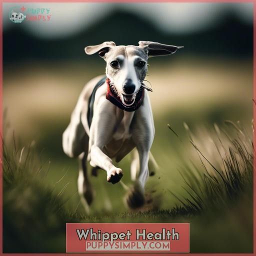 Whippet Health