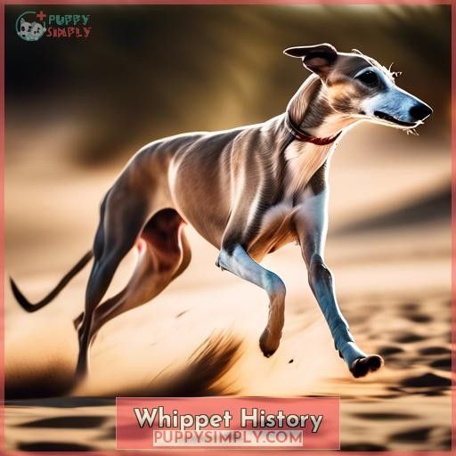Whippet History