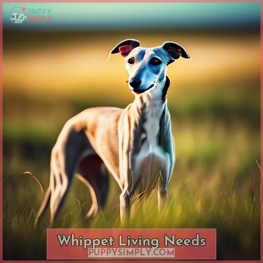 Whippet Living Needs