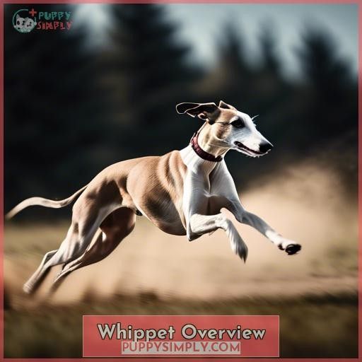 Whippet Overview