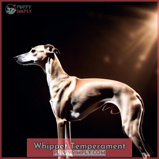 Whippet Temperament