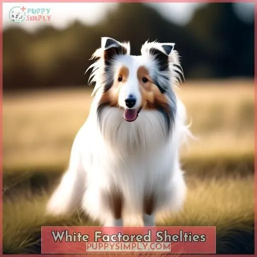 White Factored Shelties