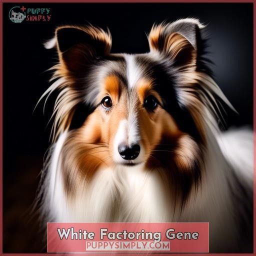 White Factoring Gene