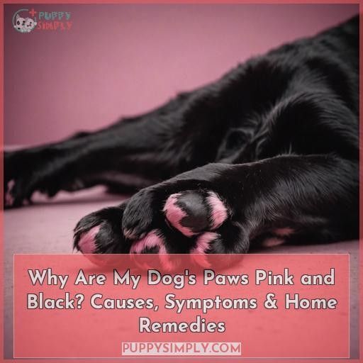 Why Are My Dog's Paws Pink and Black? Causes, Symptoms & Home Remedies