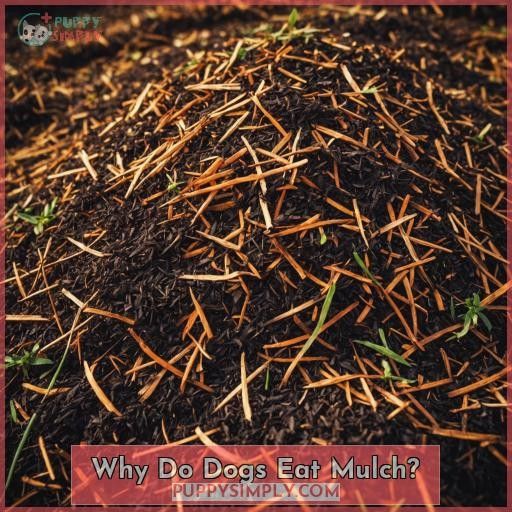 Why Do Dogs Eat Mulch
