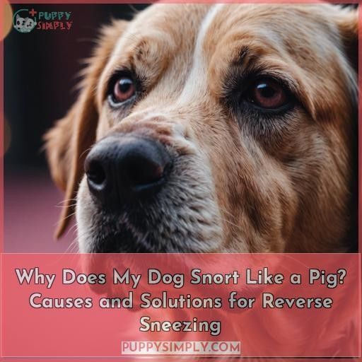 Why Does My Dog Snort Like a Pig? Causes and Solutions for Reverse Sneezing