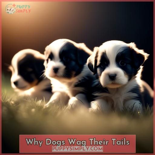 Why Dogs Wag Their Tails