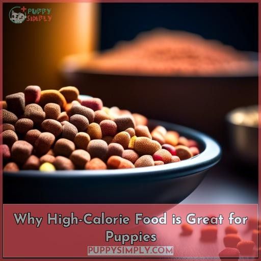 Why High-Calorie Food is Great for Puppies