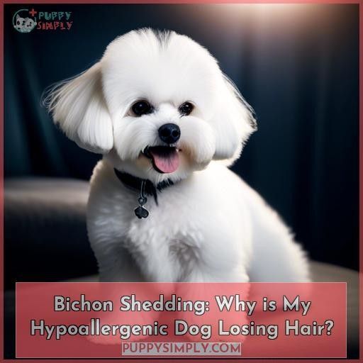 why is my bichon shedding why is my bichon shedding