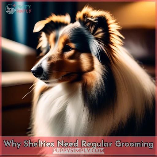 Why Shelties Need Regular Grooming