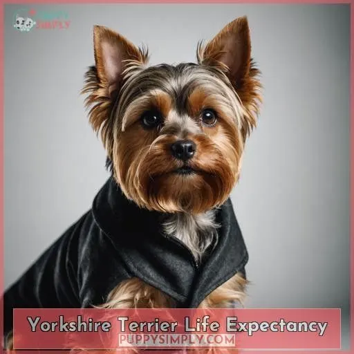 Yorkshire Terrier Life Expectancy