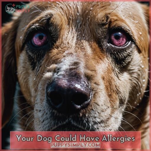 Your Dog Could Have Allergies