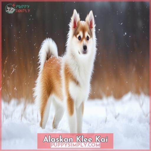 Alaskan Klee Kai