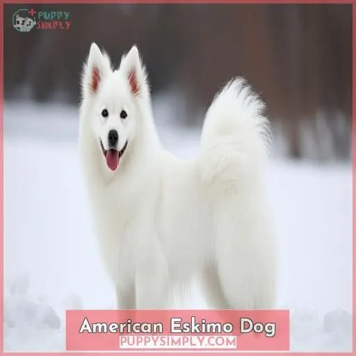 American Eskimo Dog