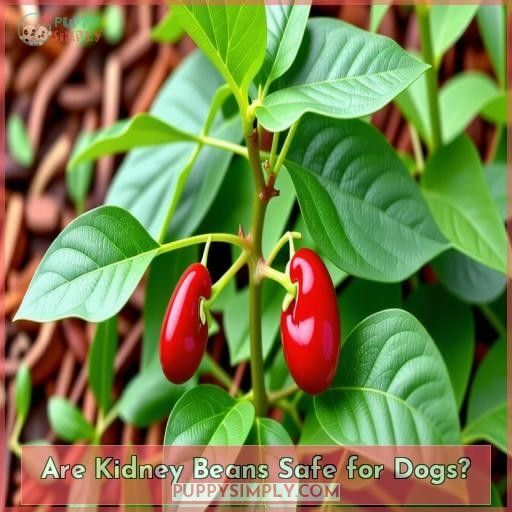 Can Dogs Eat Red Kidney Beans? A Guide to Feeding Beans to Your Pooch