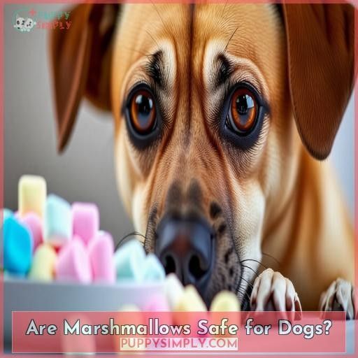 Are Marshmallows Safe for Dogs