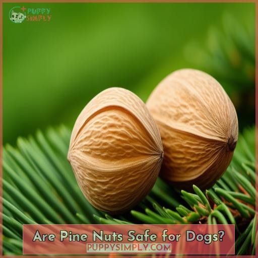 Are Pine Nuts Safe for Dogs