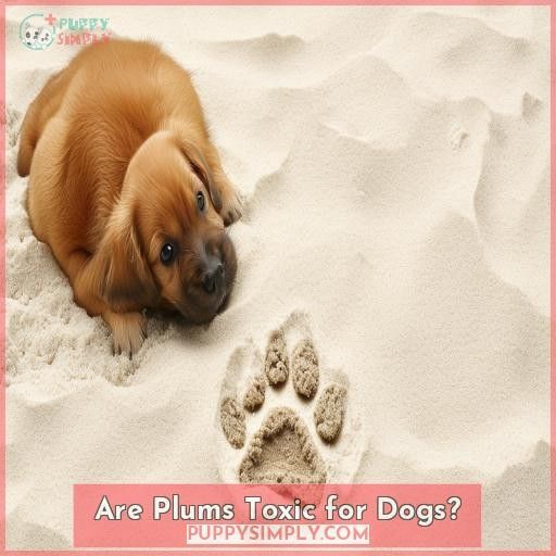 Are Plums Toxic for Dogs