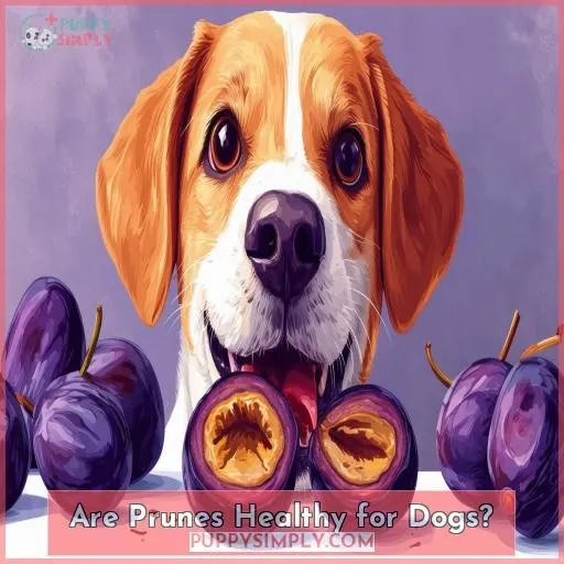 Are Prunes Healthy for Dogs