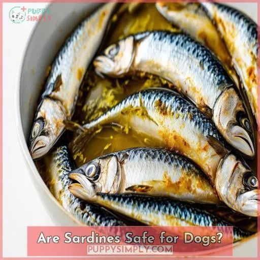 Are Sardines Safe for Dogs