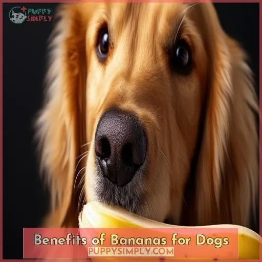 Benefits of Bananas for Dogs