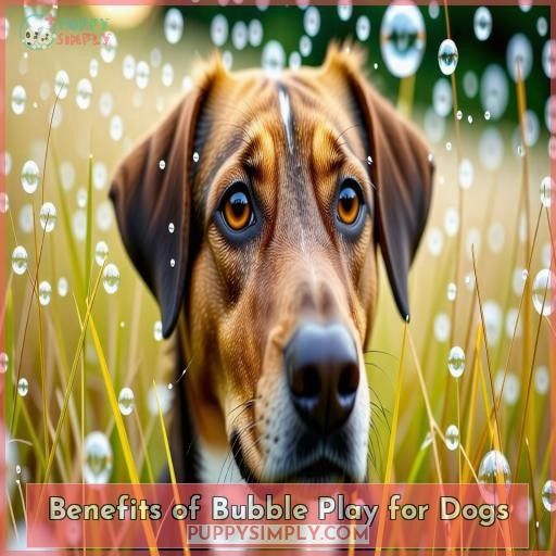 Benefits of Bubble Play for Dogs