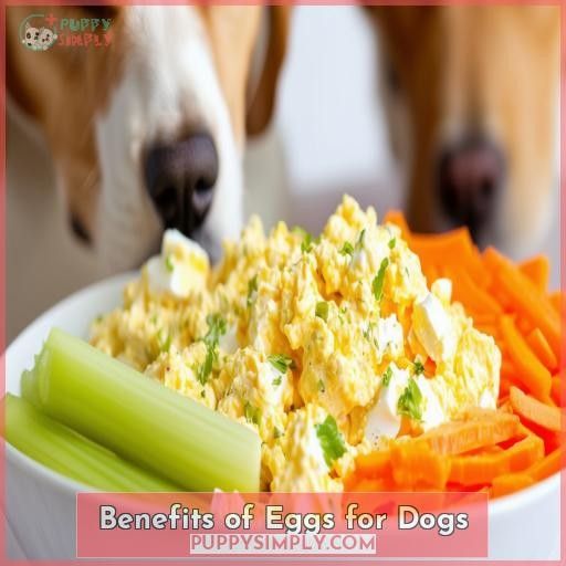 Benefits of Eggs for Dogs